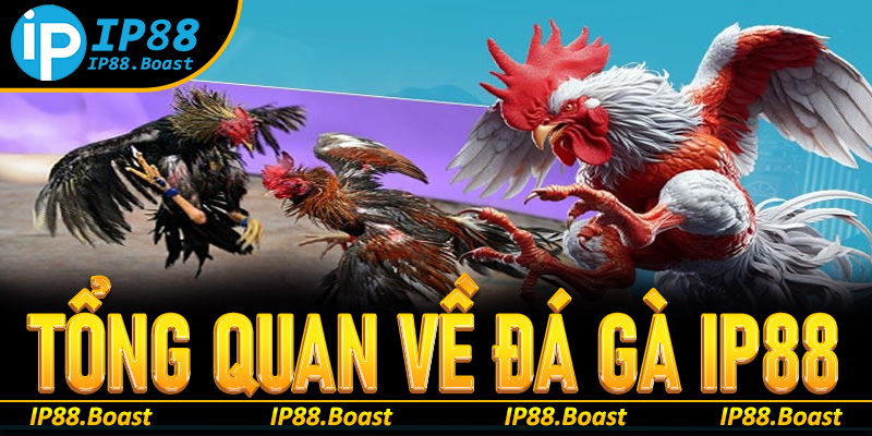 Tổng quan về sảnh game đá gà IP88