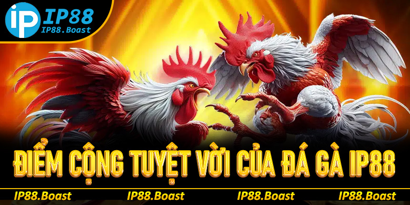 Những điểm cộng tuyệt vời chỉ có ở đá gà IP88 