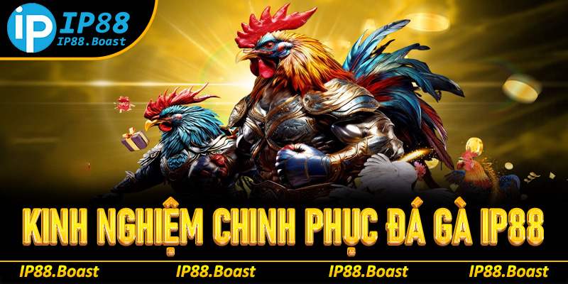 Học hỏi những kinh nghiệm đỉnh cao chinh phục đá gà IP88